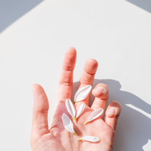 Top view on woman hand with six white chamomile petals. Sunlight and shadows. Symbol of fragility and light.